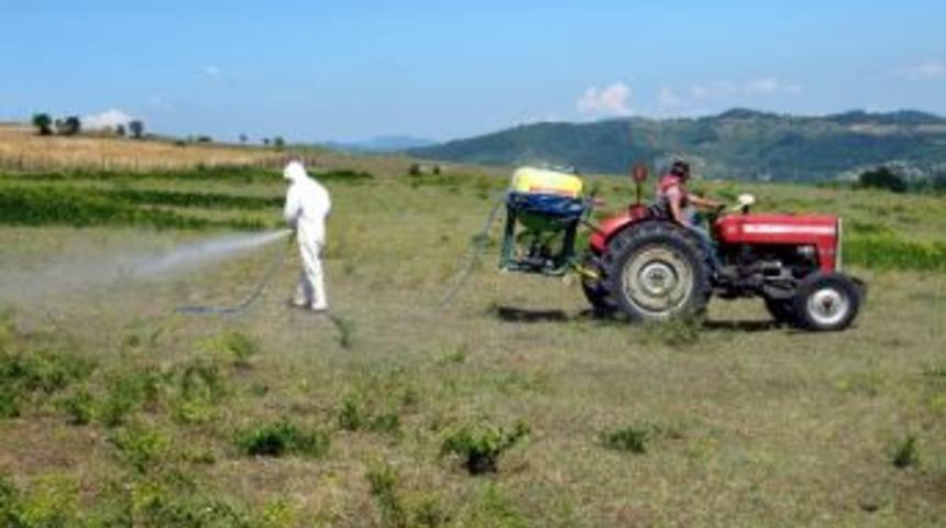 Bartın&rsquo;da &Ccedil;ekirge M&uuml;cadelesi