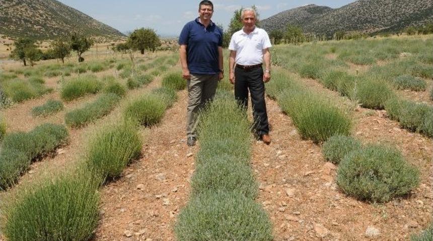 &Ccedil;ift&ccedil;i, Lavanta İle D&uuml;nya Pazarına A&ccedil;ılacak