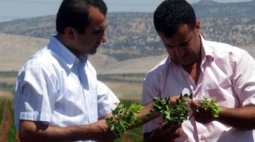 Yerfıstığı Araban Ovası&rsquo;na Uyum Sağladı