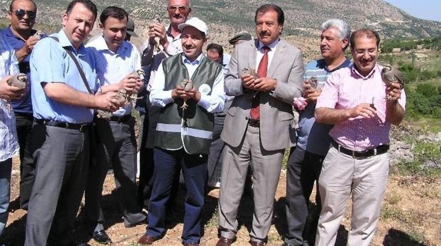 Malatya&rsquo;da 500 Keklik Doğaya Bırakıldı