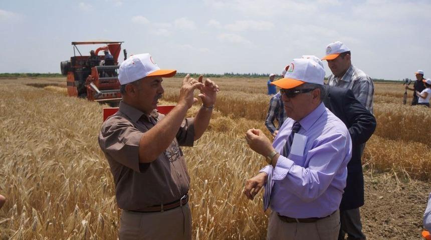 Adana&rsquo;da 4 Yeni Buğday &Ccedil;eşidi Geliştirildi
