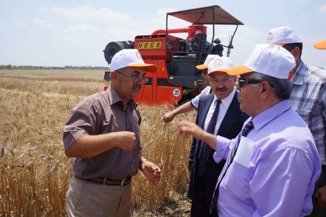 Adana’da 4 Yeni Buğday Çeşidi Geliştirildi