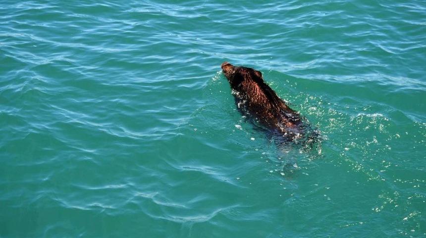 Ordu'da Denize Ka&ccedil;an Domuzları Kurtarma Operasyonu