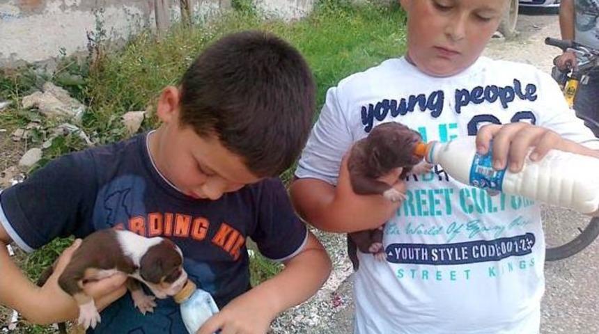 K&ouml;pek Yavrularına Minik Şefkatli Eller Uzandı