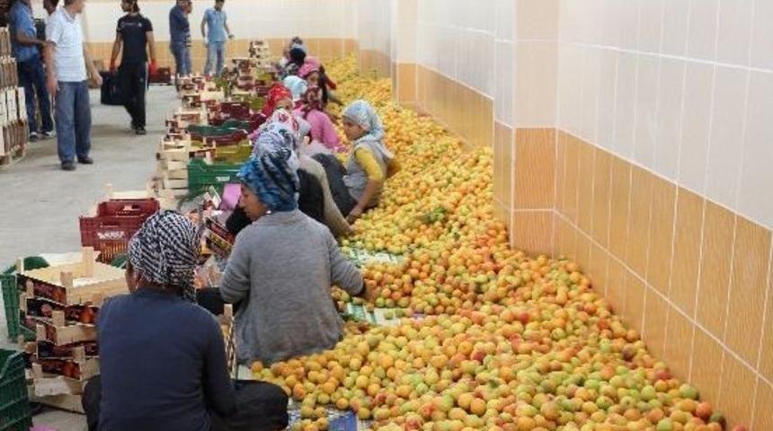 Mut&rsquo;tan 12 Bin Ton Kayısı İhracatı