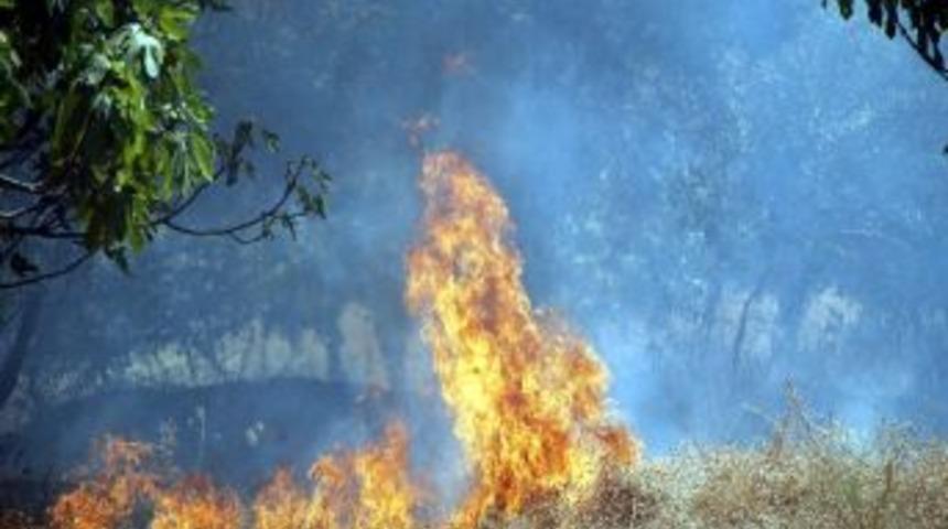 Aydın&rsquo;da Orman Yangını