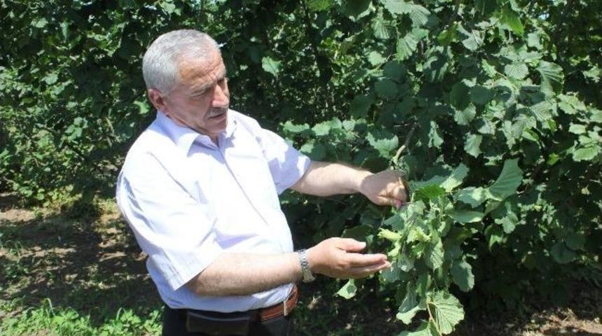 Rekolte Belli Oldu Fındık Fiyatı Y&uuml;kselebilir