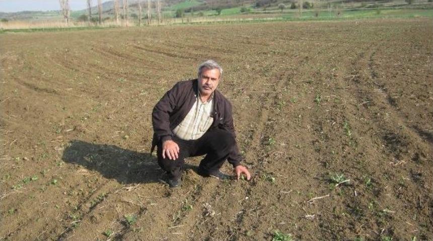 Tarımdaki İstihdam Artışı Y&uuml;zleri G&uuml;ld&uuml;r&uuml;yor