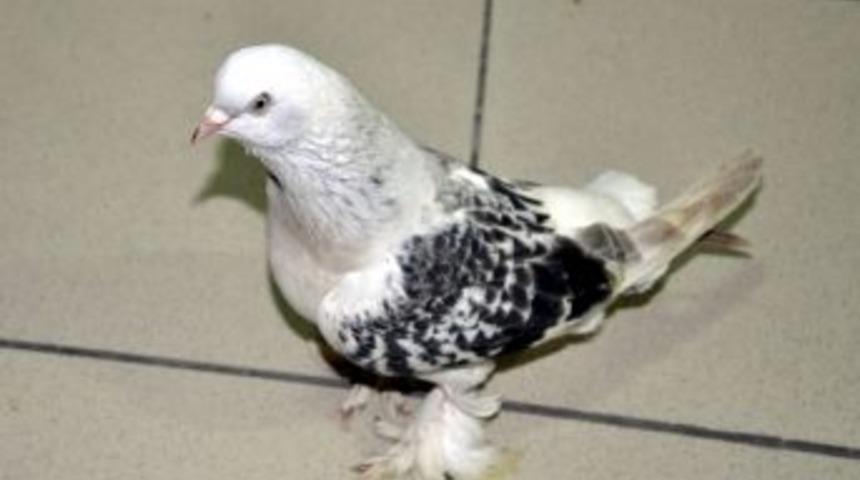 G&uuml;vercin Hırsızları Yakalandı