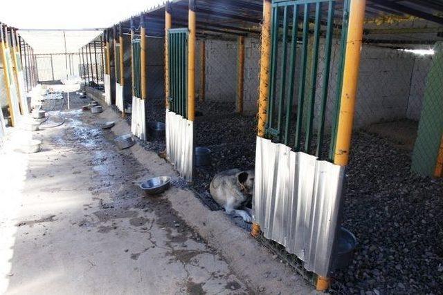 Hayvan Barınağının Kapasitesini Artırıldı 2