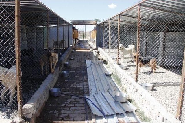Hayvan Barınağının Kapasitesini Artırıldı 3
