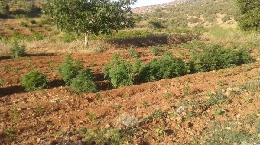 Mardin'de Hava Destekli Uyuşturucu Operasyonu