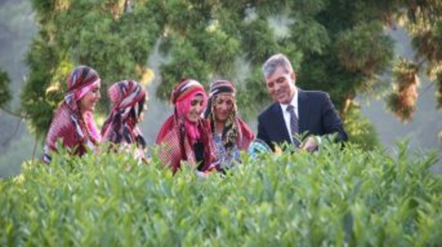 Cumhurbaşkanı G&uuml;l, Rize&rsquo;de &Ccedil;ay Hasadı Yaptı