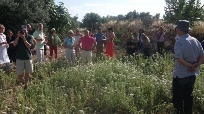 T&uuml;rkiye Kekik Ve Defnede D&uuml;nya Lideri Oldu