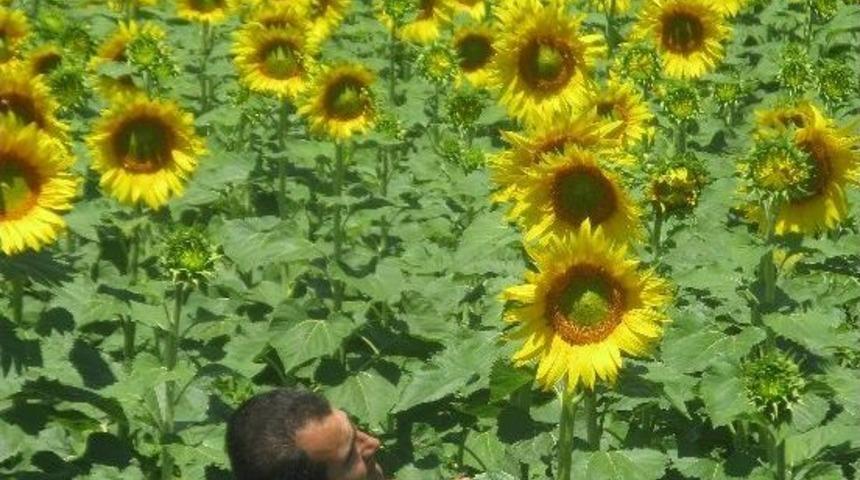 Arabanlı &Ccedil;ift&ccedil;iler, Ay&ccedil;i&ccedil;eğinde Y&uuml;ksek Rekolte Bekliyor