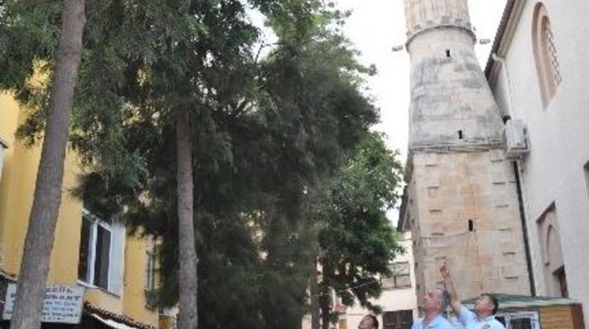 Alanya'da Kedi Kurtarma Operasyonu