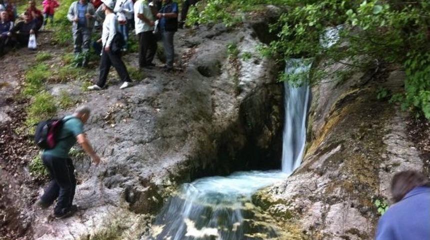 Ormanda Renklerin Kardeşliği