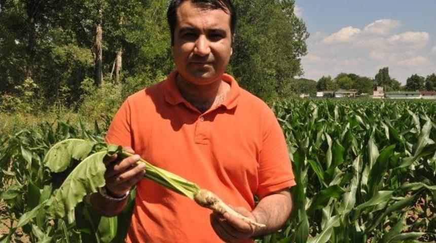 Meşrubat, Bisk&uuml;vi &Ccedil;ikolata Ve Baklavalarda Yaygın Olarak Glikoz Şurubu Kullanılıyor