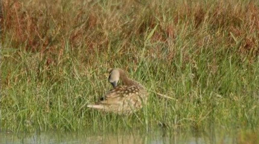 Bakanlık, Nesli T&uuml;kenen Bitki Ve Hayvan T&uuml;rlerini Korumaya Aldı