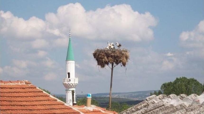 Yavrularını Balıkla Besliyor