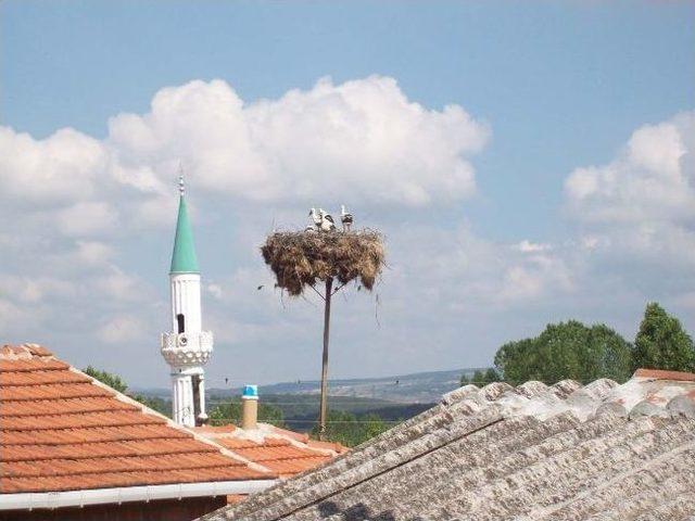 Yavrularını Balıkla Besliyor