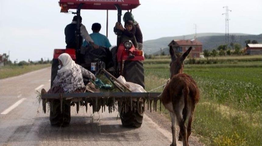 Eşeğini Trakt&ouml;r&uuml;n Arkasına Bağladı