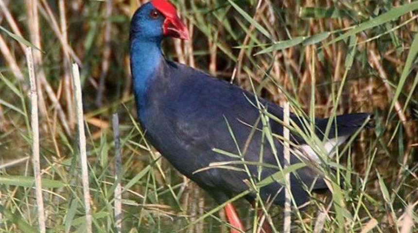 T&uuml;rkiye Endemik Cenneti &Ccedil;ıktı