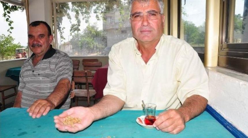 &Ccedil;ift&ccedil;iler Buğday Fiyatlarından Memnun Değil