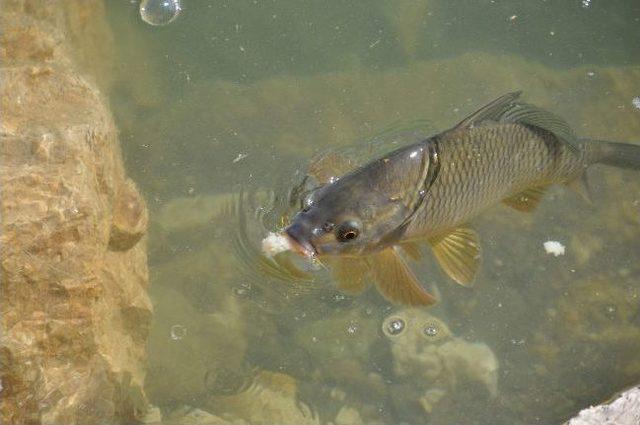 Kılı&ccedil;kaya Barajı Sosyal Tesisleri Yenilikleriyle G&ouml;z Kamaştırıyor 1