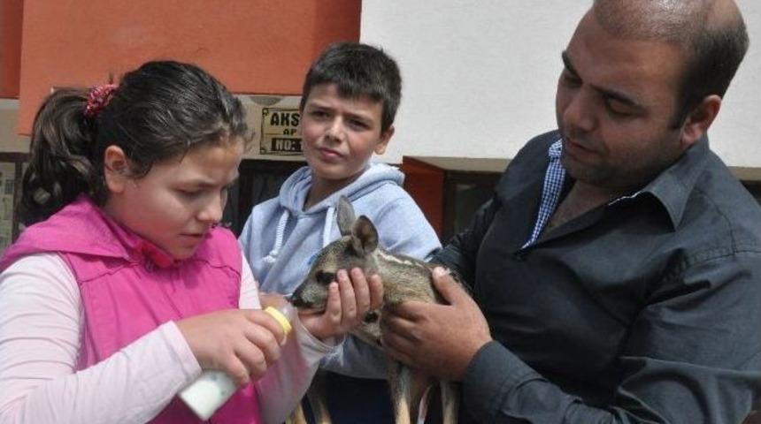 Yaralı Yavru Karacaları Biberonla Beslediler