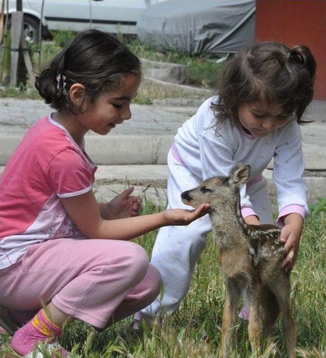 Yaralı Yavru Karacaları Biberonla Beslediler