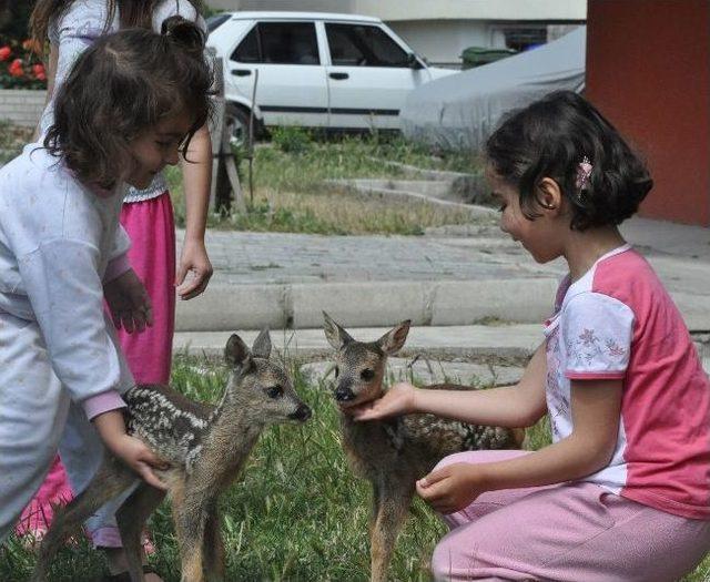 Yaralı Yavru Karacaları Biberonla Beslediler