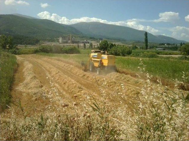 Soma'da Biçerdöverler Denetlendi