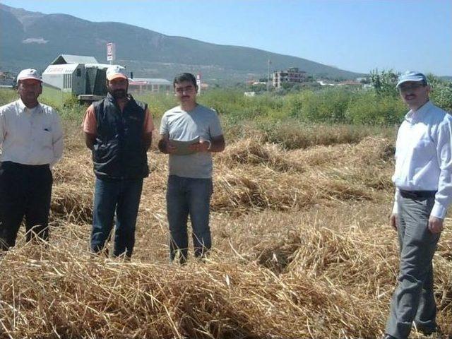 Soma'da Biçerdöverler Denetlendi