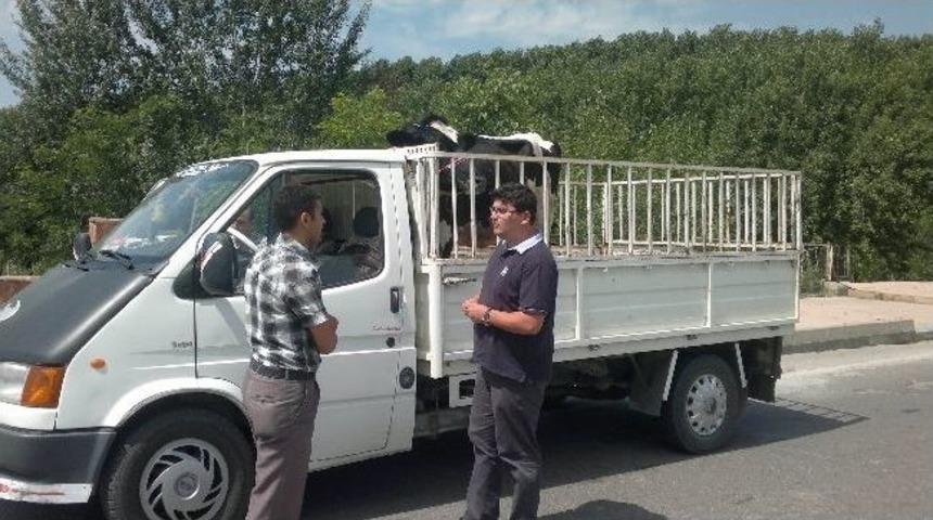 İlçe Tarım Müdürlüğünden Hayvan Sevkiyatı Kontrolleri