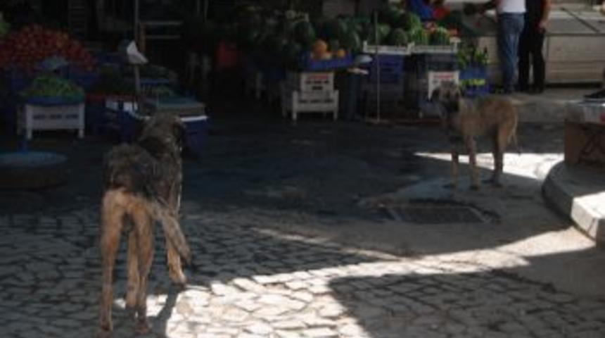 Başıboş k&ouml;pekler vatandaşı korkutuyor
