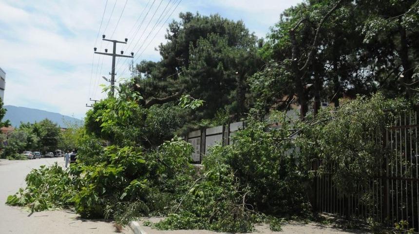 Ağa&ccedil; Budamaya Tepki