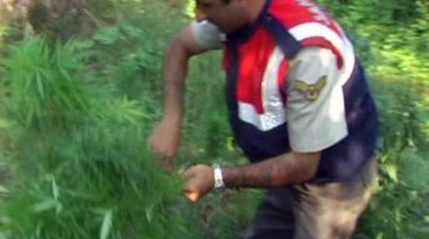 Evinin Bah&ccedil;esine 2 Bin K&ouml;k Kenevir Ekmiş