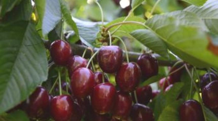 Tavas Kiraz &Uuml;retimine Y&ouml;neliyor