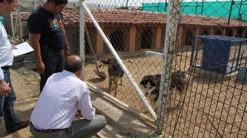 Başkan Aşkın, Hayvan Barınağı'nda İncelemede Bulundu