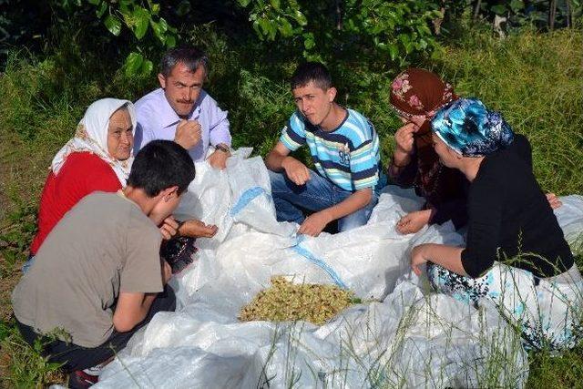 Pekmez Kazanları Kaynamaya Başladı