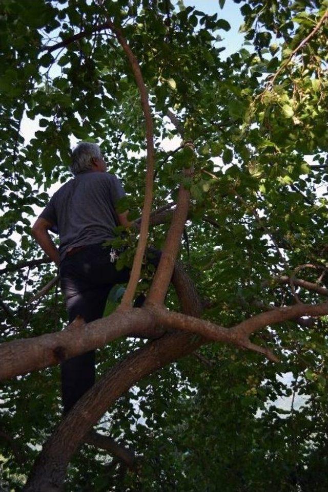 Pekmez Kazanları Kaynamaya Başladı