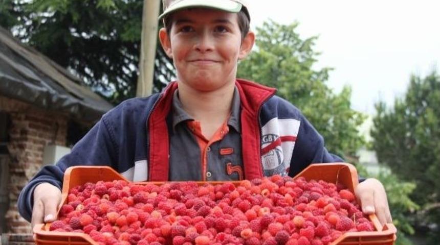 Yaz Yağmurları Orman Meyvelerini Vurdu