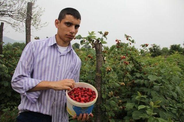 Yaz Yağmurları Orman Meyvelerini Vurdu