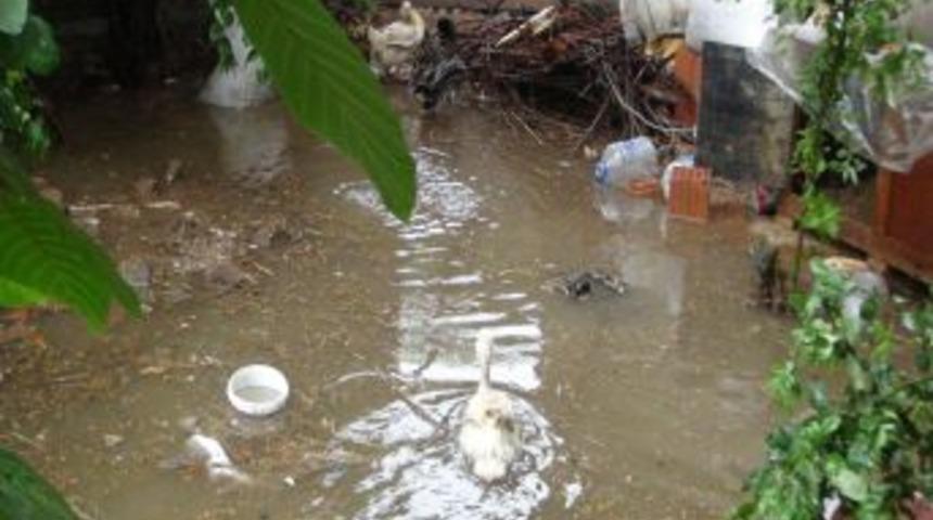 R&ouml;garlar Patlayınca Mahalleyi Fareler Bastı