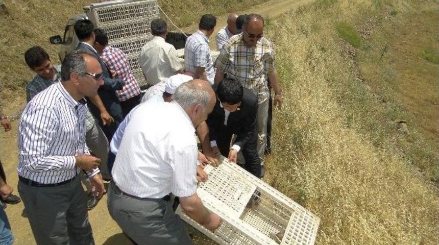 &Ccedil;ekirge İle Biyolojik M&uuml;cadele Başlatıldı