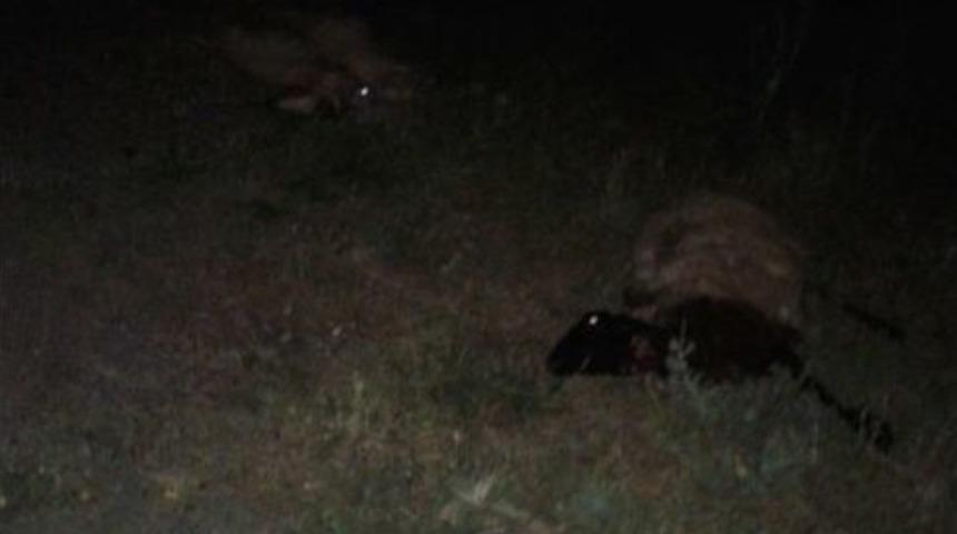 Beyşehir&rsquo;de Otomobil Koyun S&uuml;r&uuml;s&uuml;ne Daldı