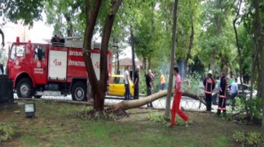 Alex Ve Lefter'in Ağacı Devrildi !