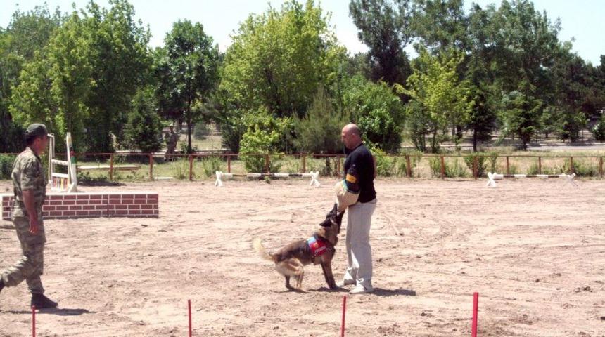 Jandarma Eğitimli At Ve K&ouml;peklerinin G&ouml;sterisi Nefesleri Kesti