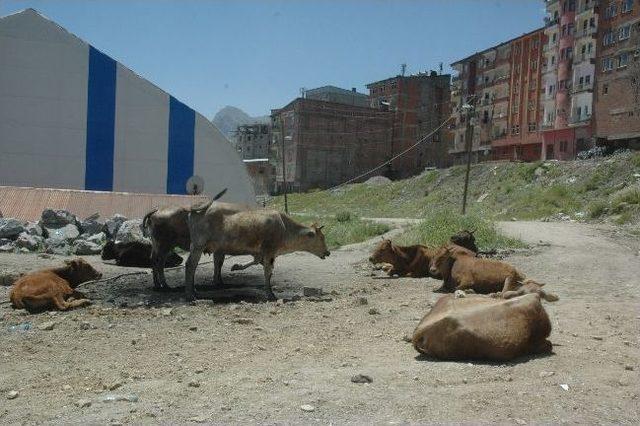 Hakkari Esnafından Örnek Davranış